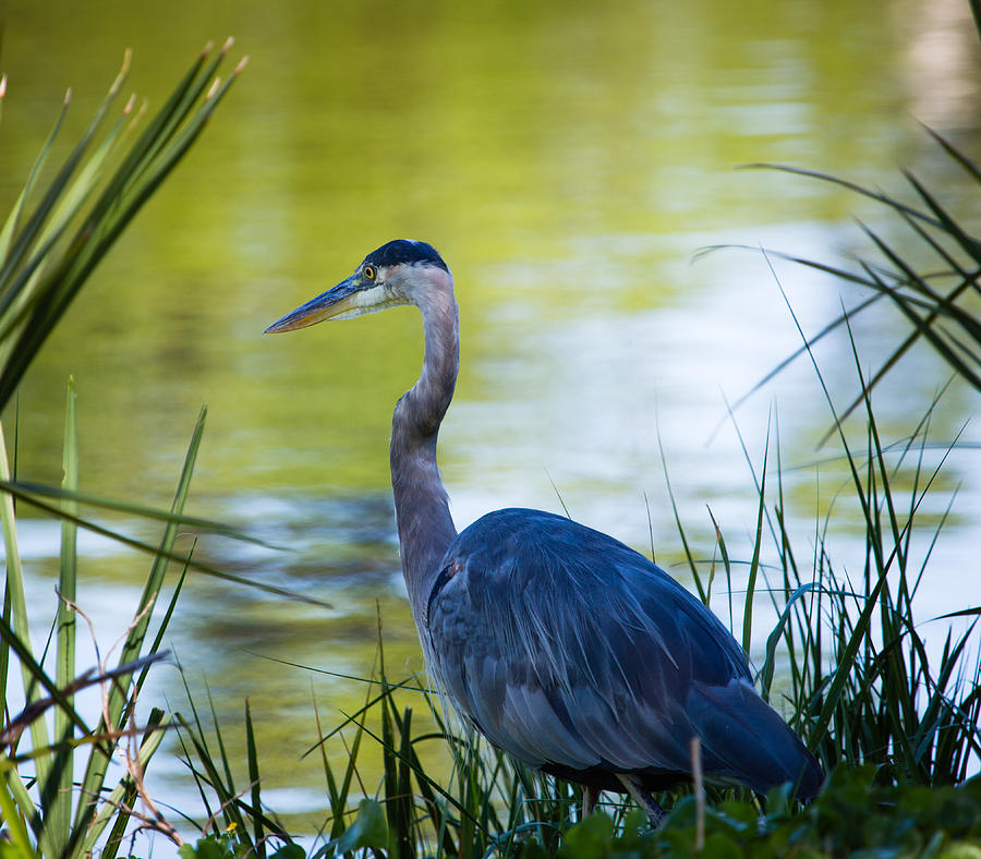 Great Blue Heron Wading Photograph By Christy Cox - Fine Art America