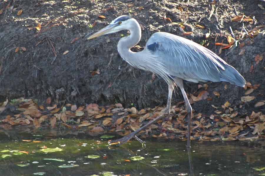 Great Blue Heron Wading Photograph by Jeanne Juhos