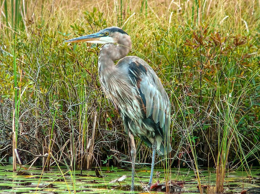 Great blue heron waiting for supper Photograph by Eti Reid