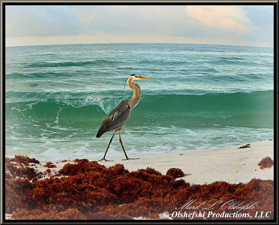 Great Blue Heron Walk On The Beach Photograph