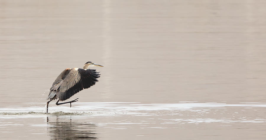 Great Blue Heron walking on water Photograph by Jack Nevitt