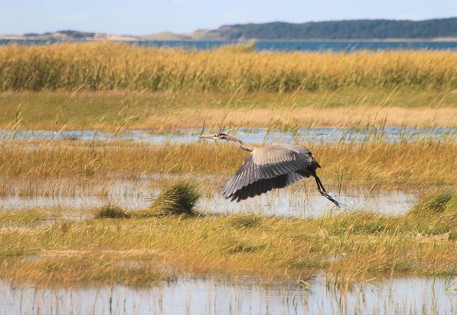 Wildlife Photograph - Great Blue Heron Wellfleet Bay Marsh by John Burk