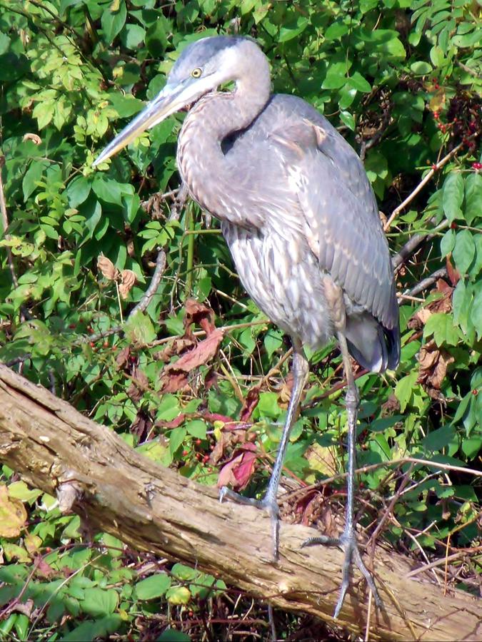 Great Blue Heron Photograph by Wendy Gertz
