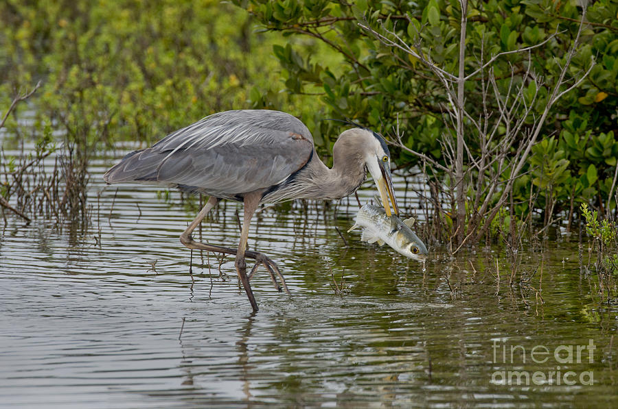Heron Photograph - Great Blue Heron With Fish by Anthony Mercieca
