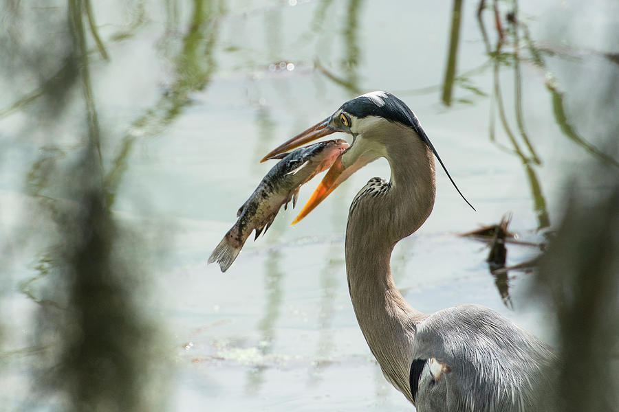 Catfish Photograph - Great Blue Heron With Fish In Mouth by Sheila Haddad