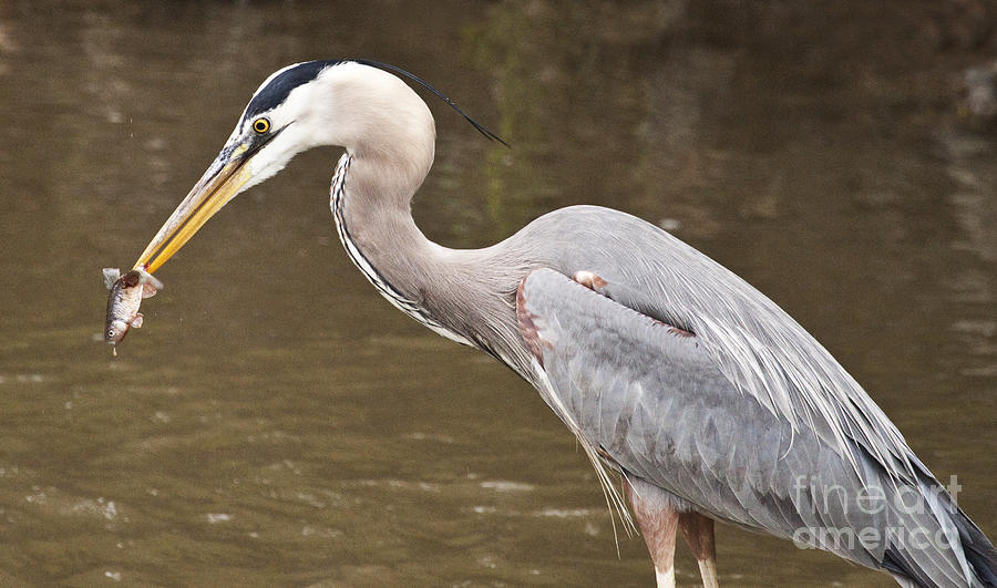 Great Blue Heron with Fish Photograph by Jeannette Hunt
