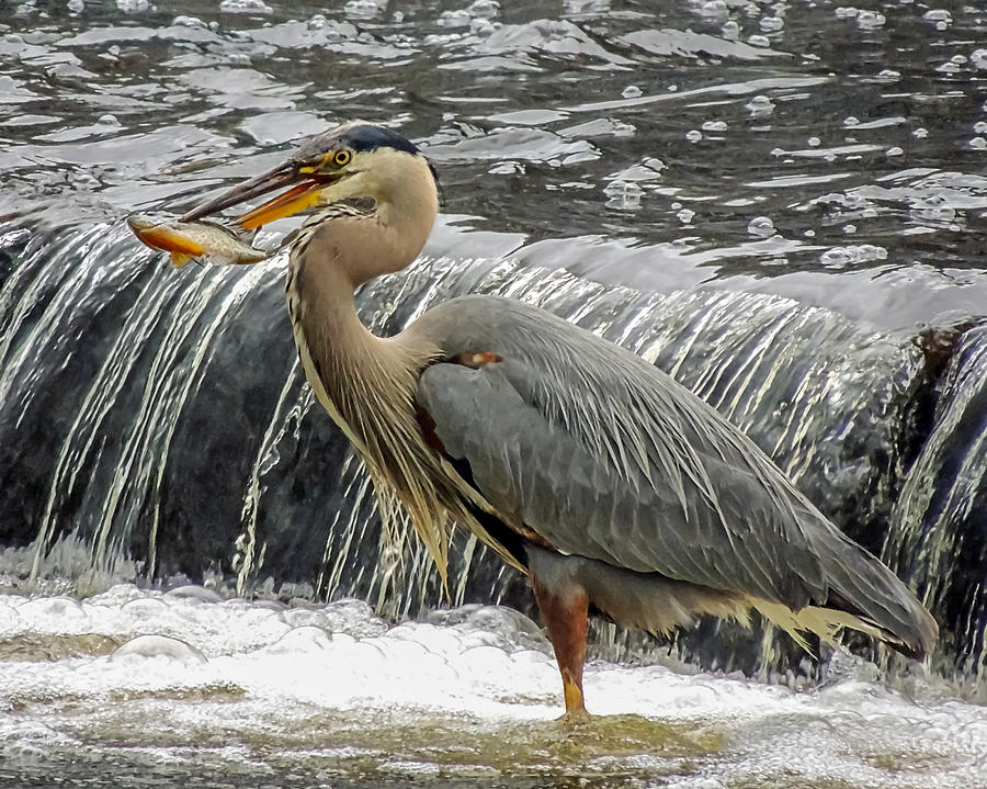 Great Blue Heron with Fish Photograph by Robert Mitchell