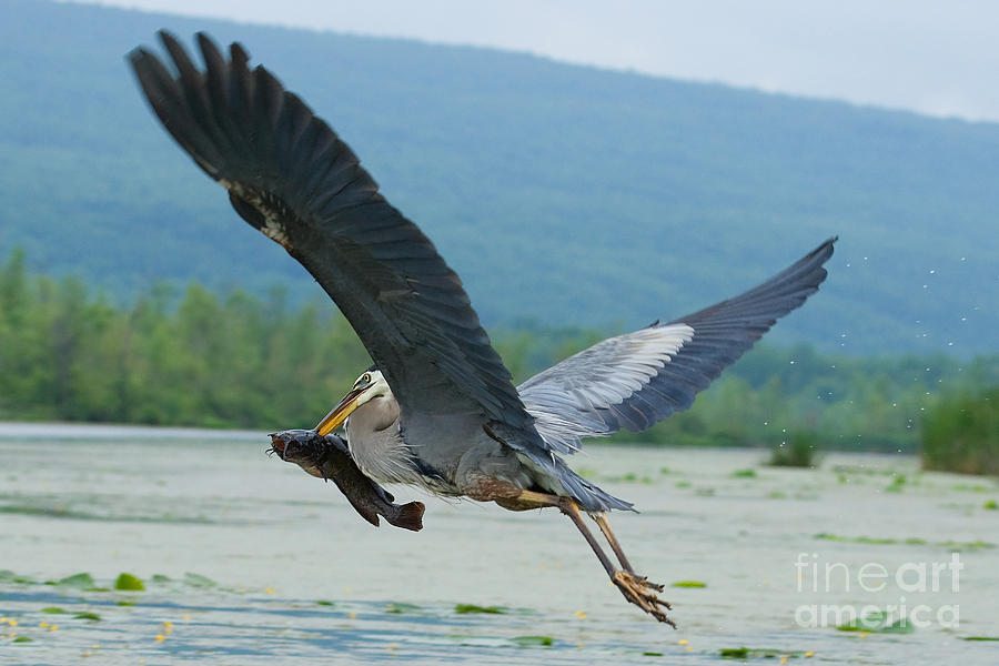 Great Blue Heron With Fish Photograph by Roger Bailey