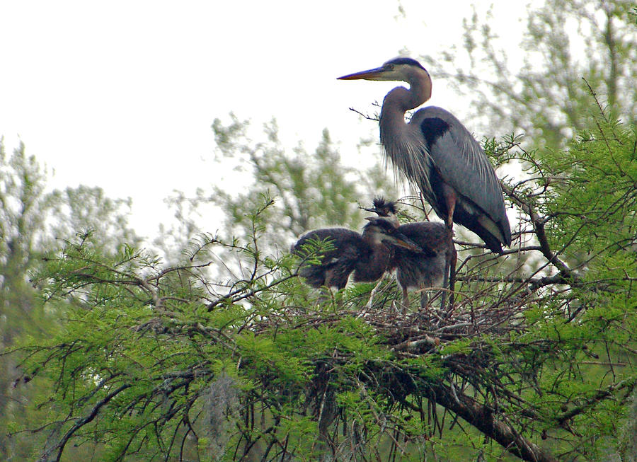 Heron Photograph - Great Blue Heron with Fledglings by Suzanne Gaff
