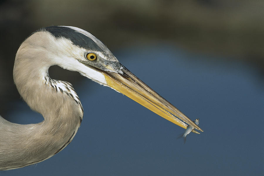 Great Blue Heron With Juvenlile Mullet Photograph by Tui De Roy
