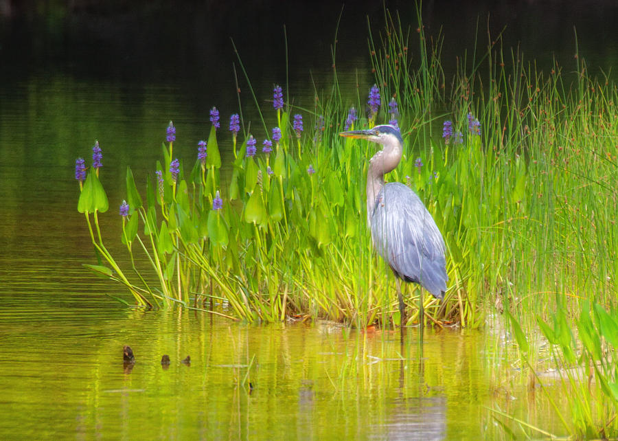 Great Blue Heron with Marsh Flowers Photograph by Bob Coates