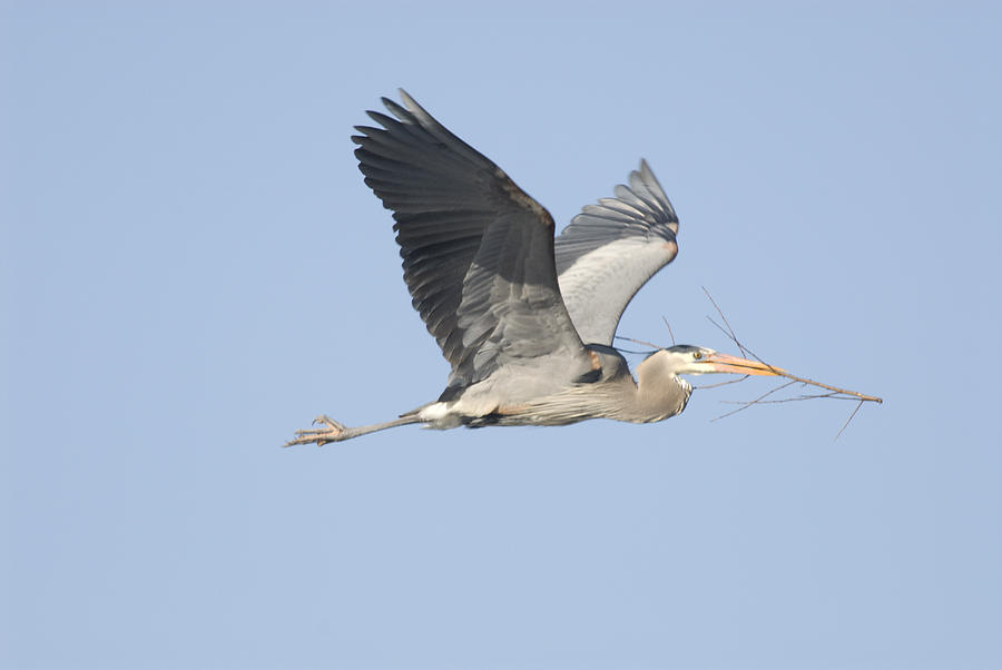 Great Blue Heron With Nest Material Photograph by Steve Gettle