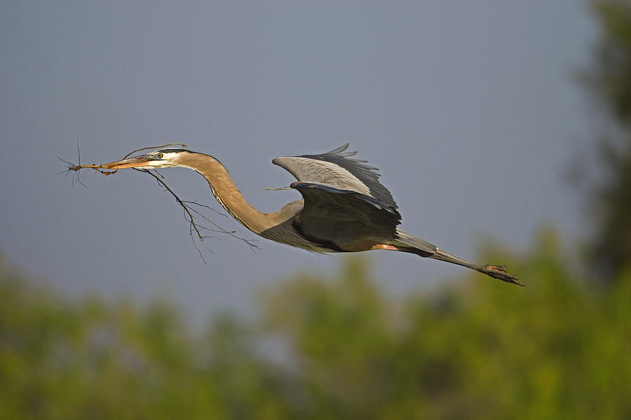 Great Blue Heron With Nest Material Photograph by Tom Vezo
