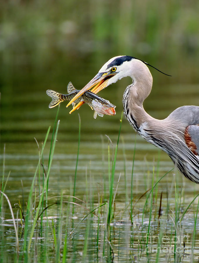 Great Blue Heron With Prey Photograph by Scott Linstead