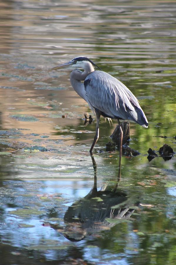 Great Blue Heron with Reflection Photograph by Jeanne Juhos