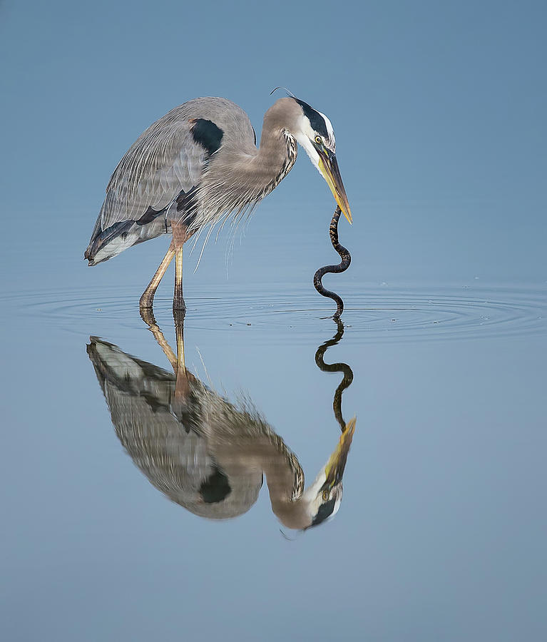 Great Blue Heron With Snake Photograph by Michael J. Cohen, Photographer