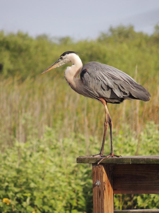 Great Blue Heron Photograph by Noel Heath | Fine Art America