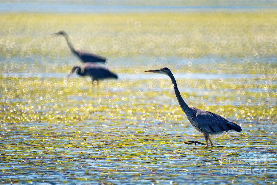 Great Blue Heron Photograph - Great Blue Herons At Low Tide by Terry Elniski