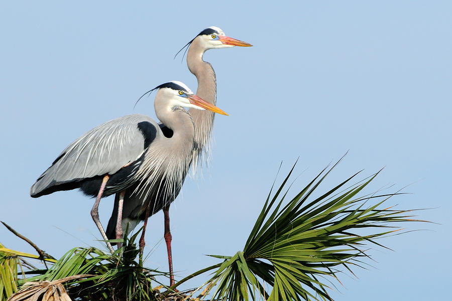 Great Blue Herons at Nest Photograph by Bradford Martin