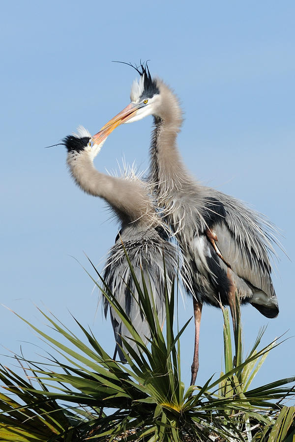 Great Blue Herons at Nest Kissing Photograph by Bradford Martin