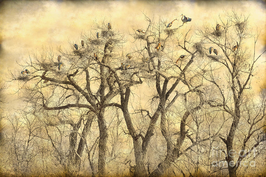 Great Blue Herons Colonies Fine Art Photograph by James BO Insogna