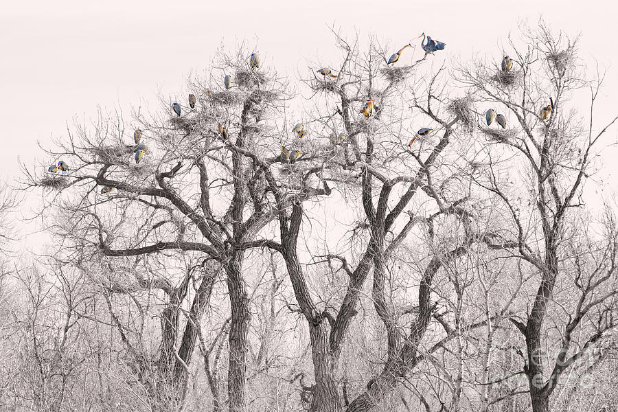 Great Blue Herons Colonies  Photograph by James BO Insogna