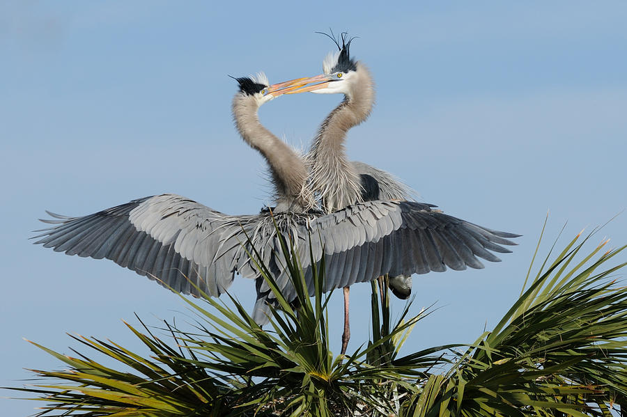 Great Blue Herons Courting Photograph by Bradford Martin