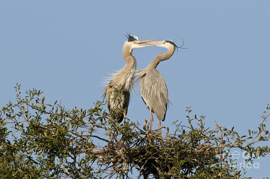 Great Blue Herons Courting Photograph by William H. Mullins - Fine Art ...