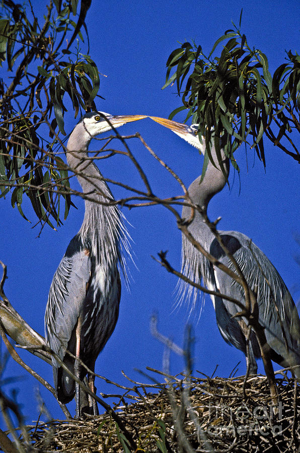 Bird Photograph - Great blue herons by Howard Stapleton