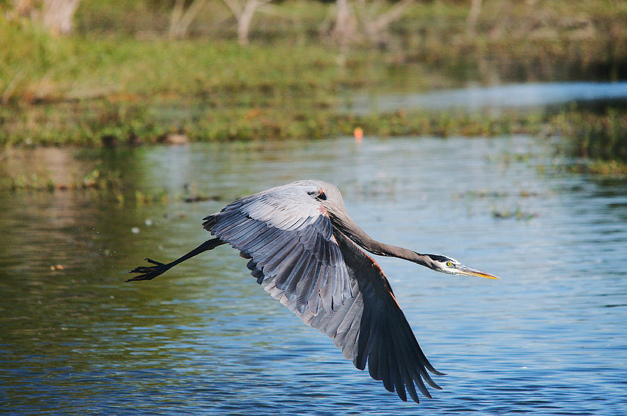 Heron Photograph - Great Blue Herons In Flight Series 4 by Roy Williams