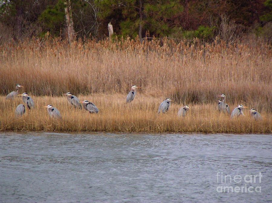 Bird Photograph - Great Blue Herons in Mating Plumage by Christine Stack