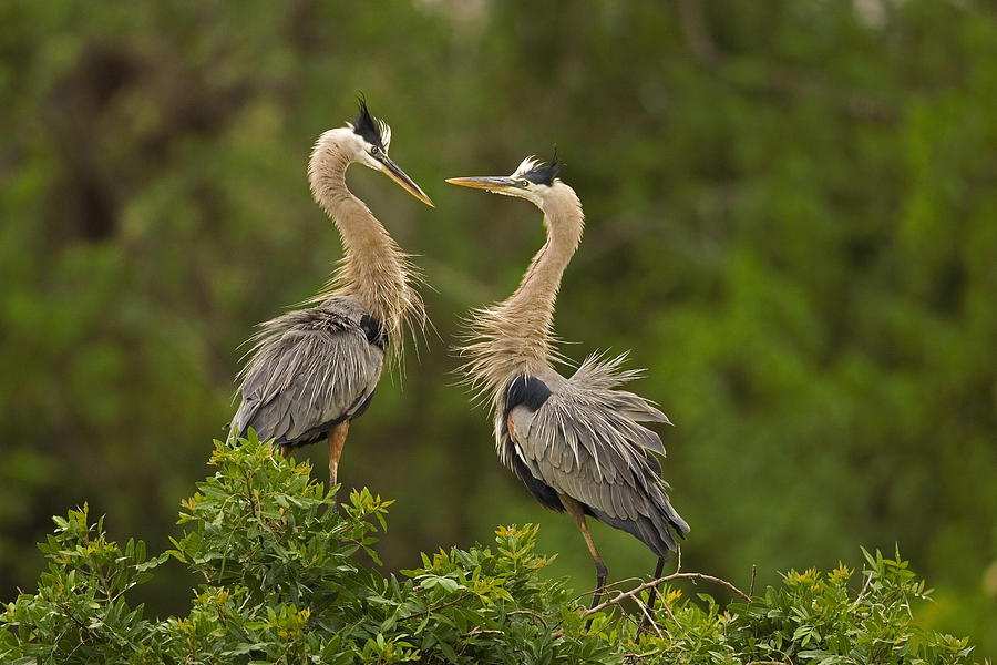 Great Blue Herons Interacting Florida Photograph by Tom Vezo