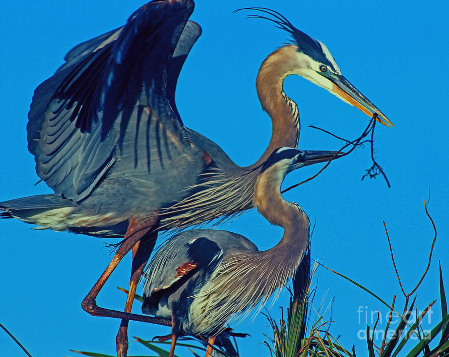 Great Blue Herons - Nest Builders Photograph by Larry Nieland