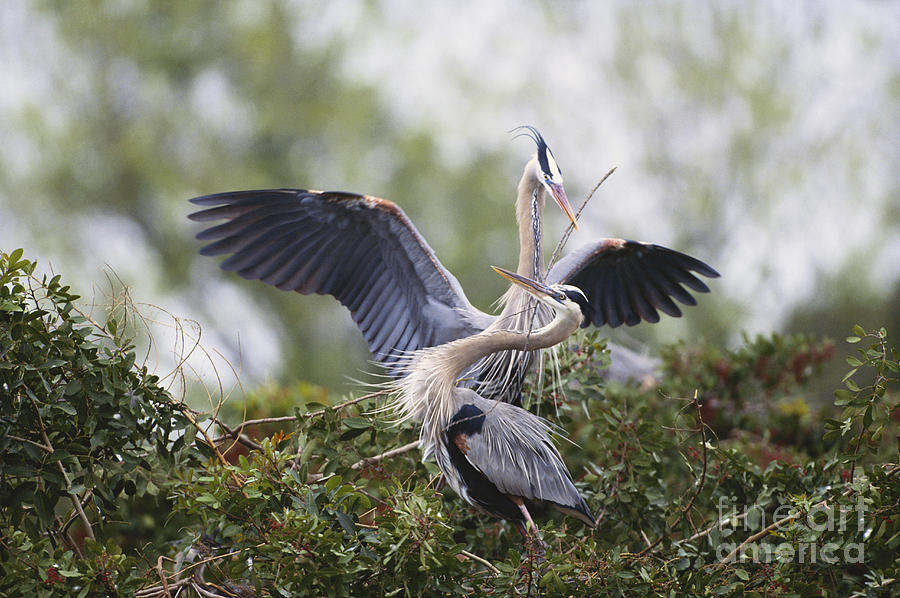 Great Blue Herons Nesting Photograph by Art Wolfe