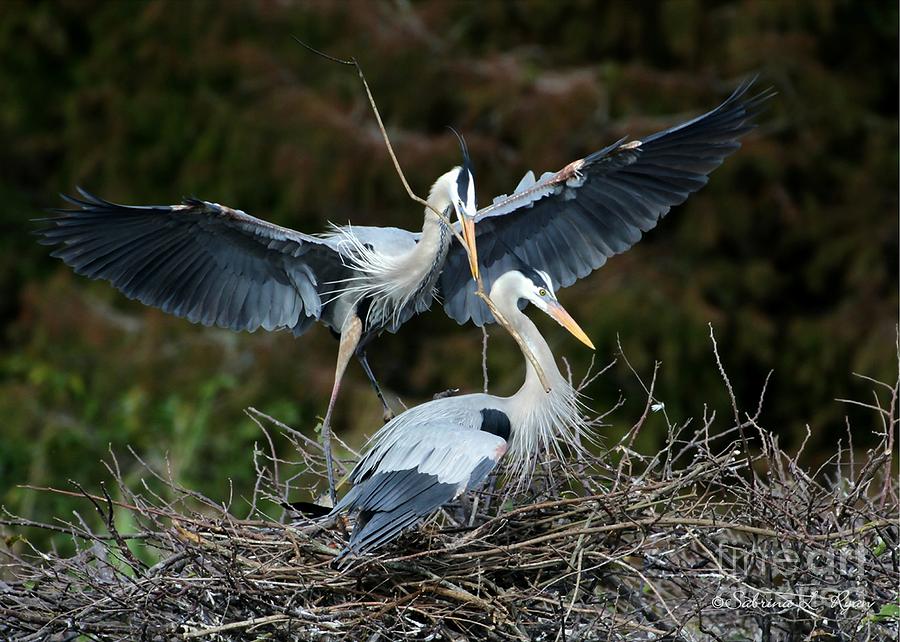 Great Blue Herons Nesting Photograph by Sabrina L Ryan