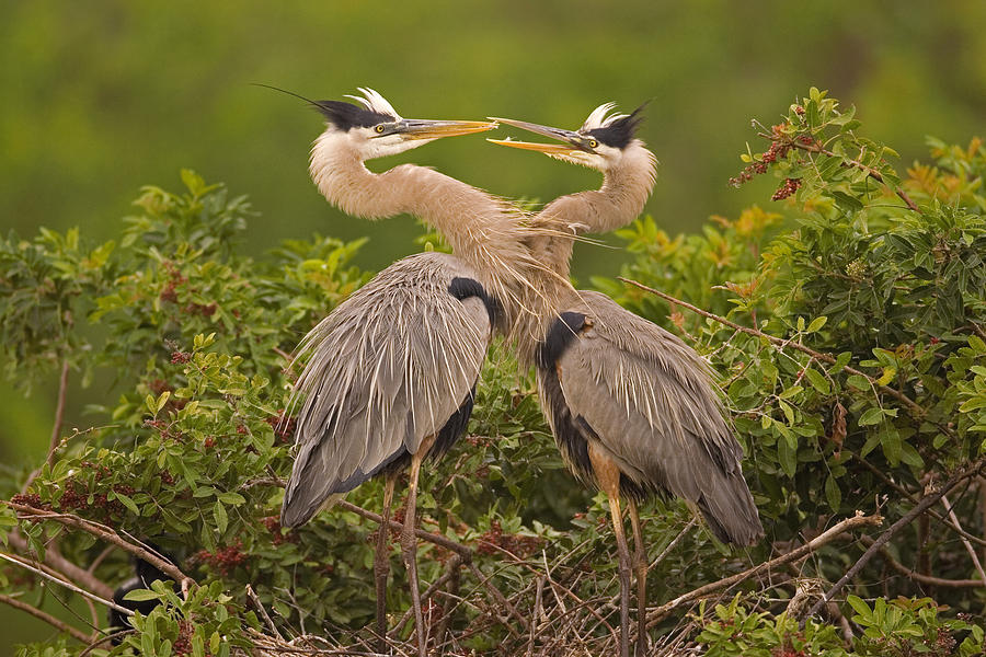Great Blue Herons On Nest Florida Photograph by Tom Vezo