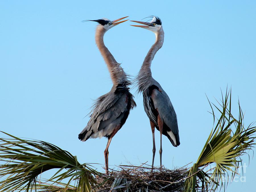 Great Blue Herons on Nest Photograph by Keith Lundquist | Pixels