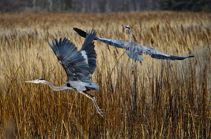 Bird Photograph - Great Blue Herons Spooked by Donna Harding