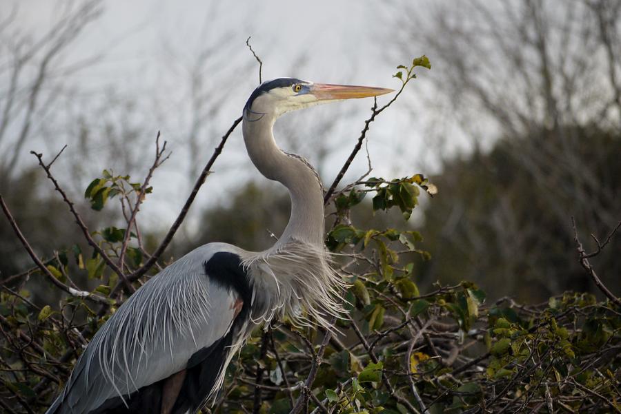 Great Blue Heron's Windswept Feathers Photograph by Camille Tillinghast ...