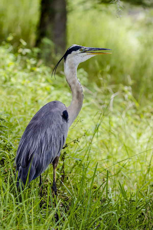 Tampa Photograph - Great Blue Heron by Stephen Brown