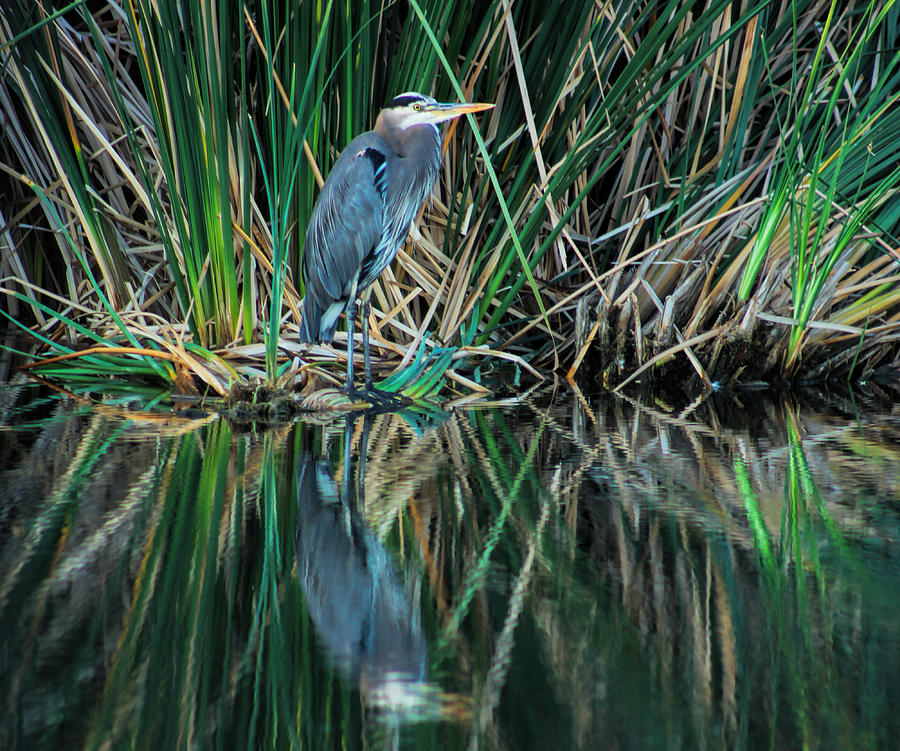 Great Blue Heron Photograph by Tammy Espino