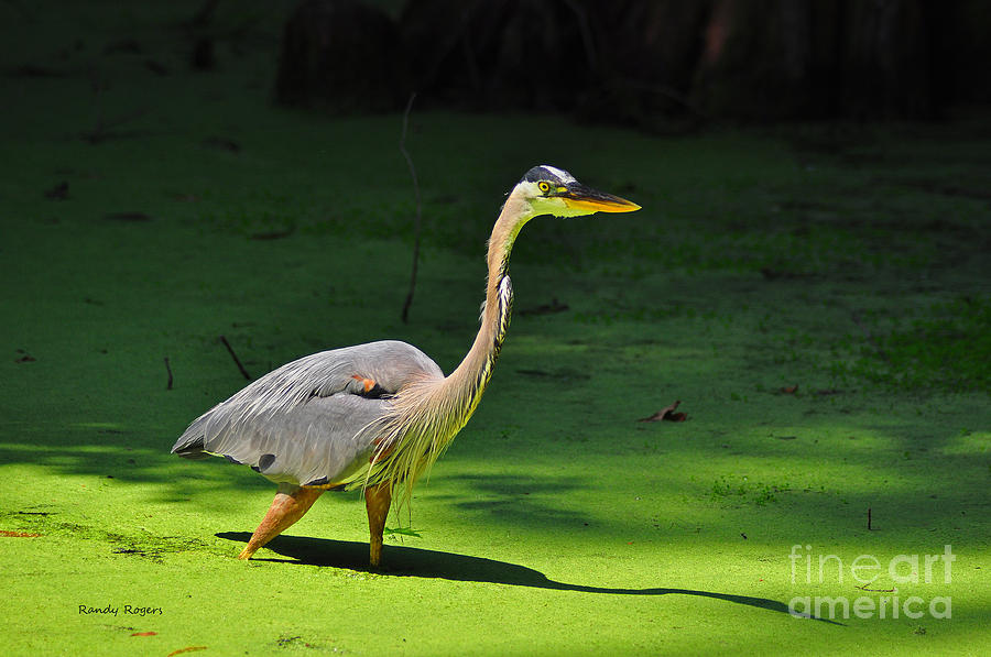 Great Blue in a Sea of Green Photograph by Randy Rogers