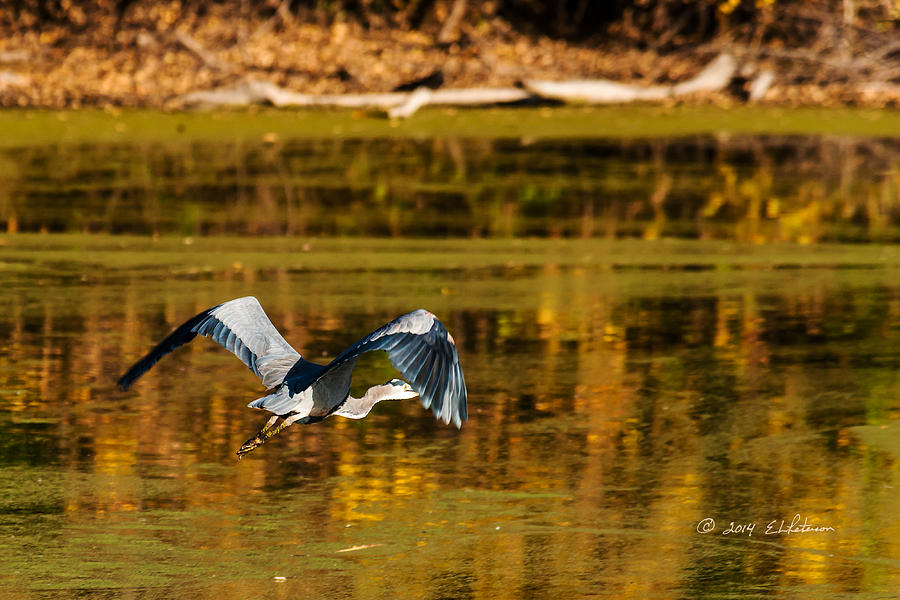 Great Blue In Flight Photograph by Ed Peterson