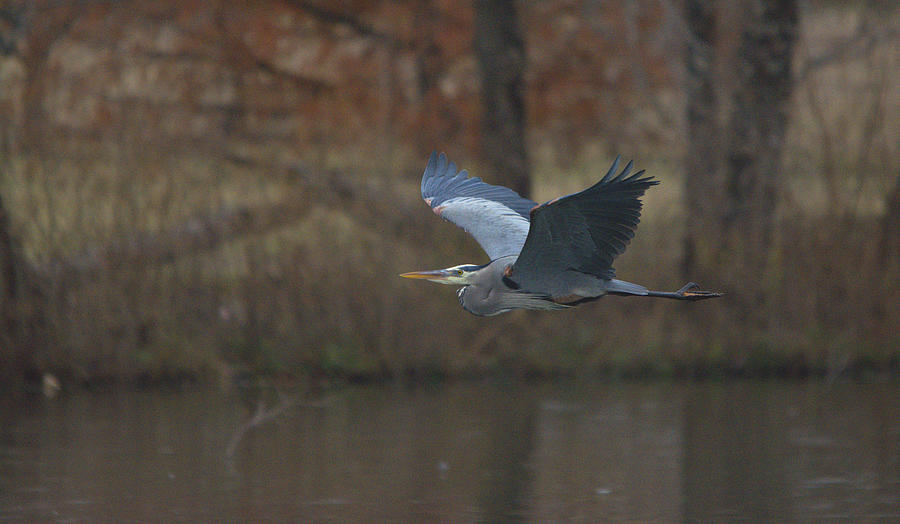 Heron Photograph - Great Blue In Flight by Roy Williams