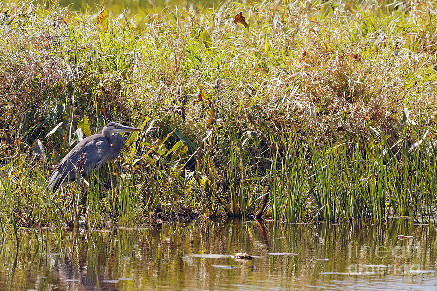 Heron Photograph - Great Blue in Necedah by Natural Focal Point Photography