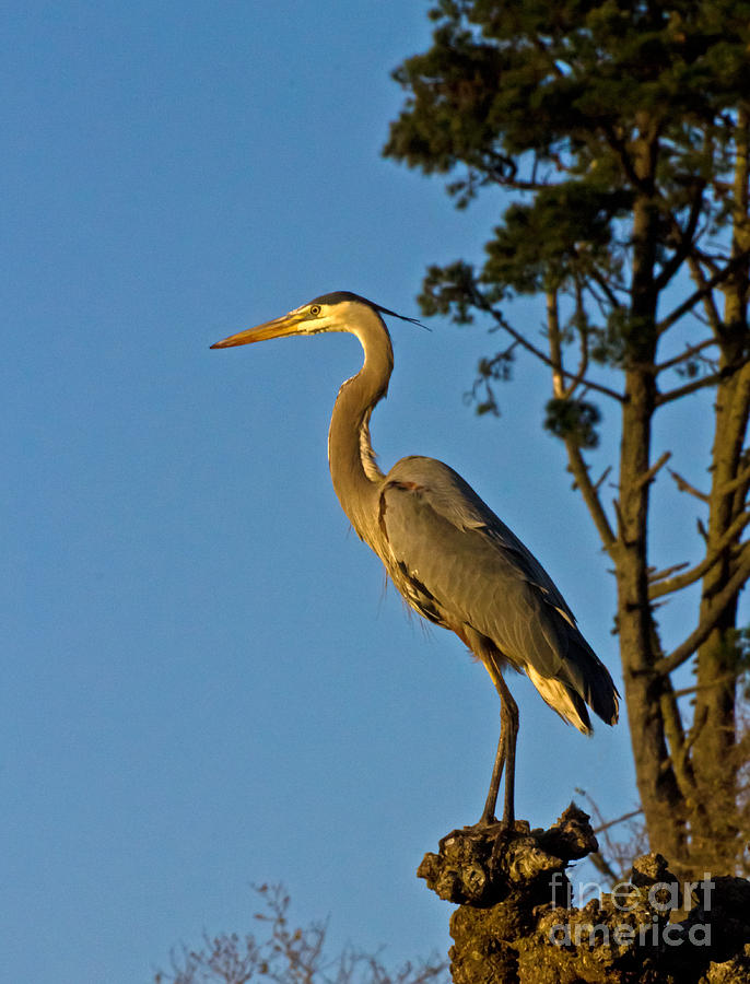 Great Blue in the Golden Hour Photograph by Kate Brown