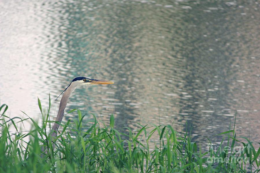 Heron Photograph - Great Blue by Lauren Maki