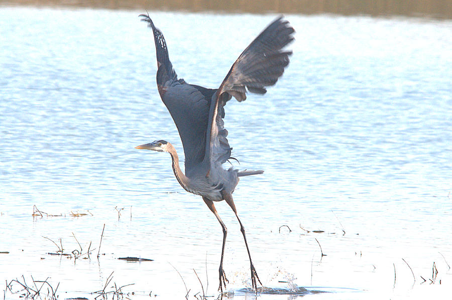 Heron Photograph - Great Blue Lift Off Series 1 by Roy Williams