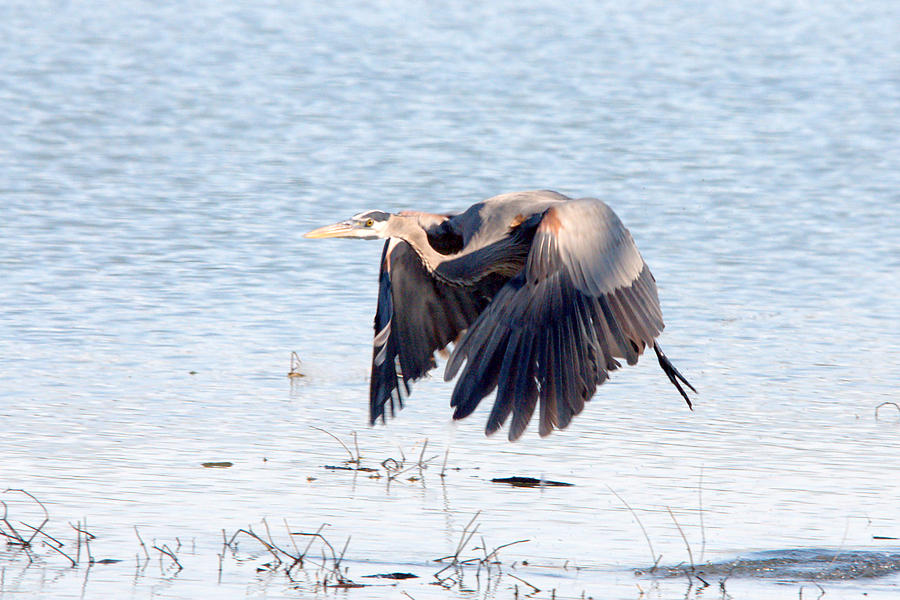 Great Blue Lift Off Series 2 Photograph