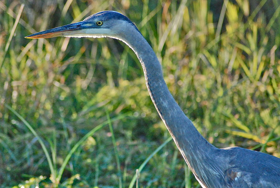 Great Blue Neck Photograph by Wes Eagle - Fine Art America